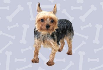 veterinary-ethel-article-BMP-450.jpg