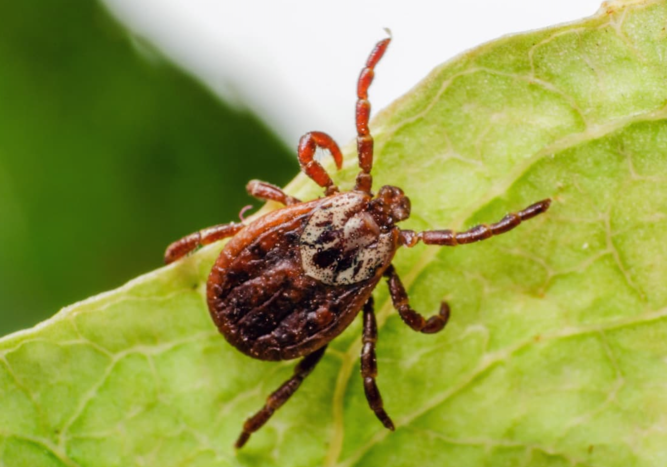 New Vaccine Candidate Shows Promise Against Lyme Disease