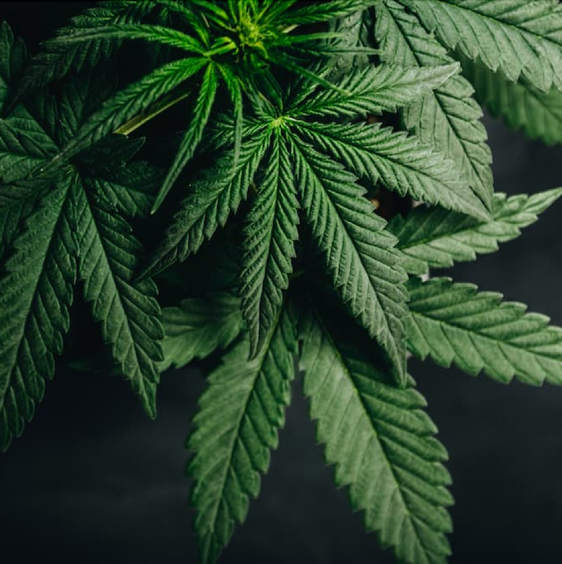 Study Finds Only 23% of YouTube Videos on Cannabis for Pain Are Useful