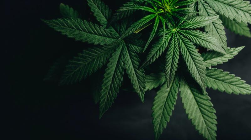 Stock photo of cannabis. | Credit: Adobe Stock