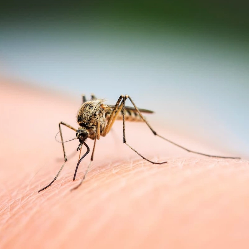 FDA Suspends Ixchiq Chikungunya Vaccine Over Safety Risks