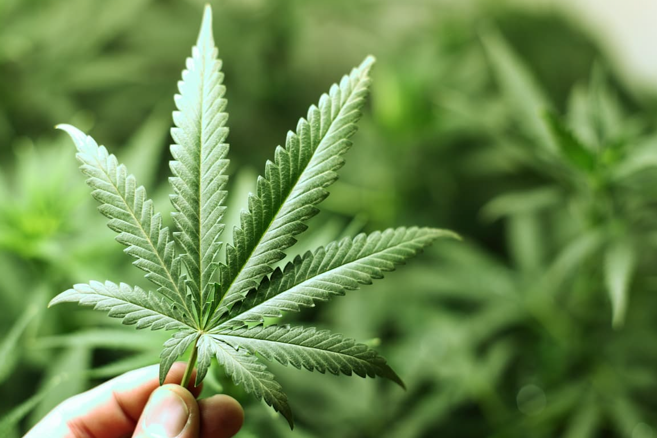 How Much Cannabis Is Too Much? New Study Suggests Weekly THC Limits