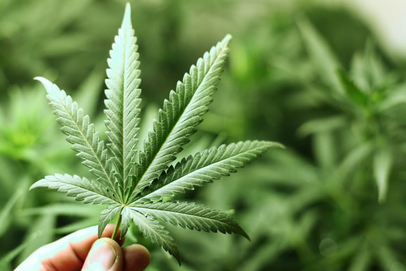 How Much Cannabis Is Too Much? New Study Suggests Weekly THC Limits 