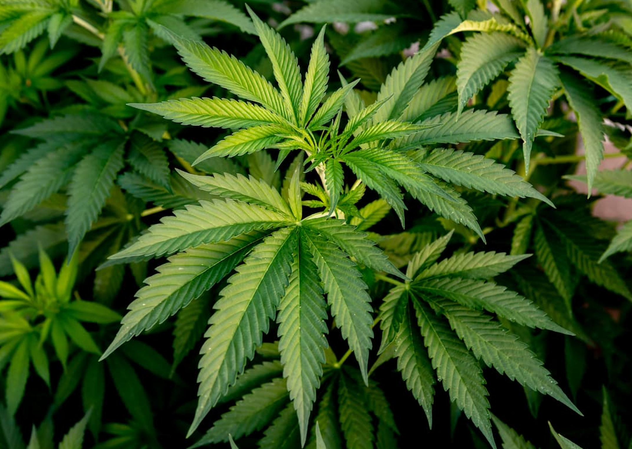 Study Links Stronger Cannabis Products to Psychosis and Addiction Risks