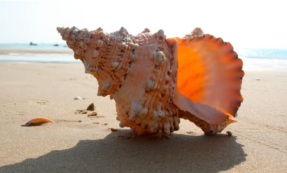 Can a Conch Shell Help You Sleep Better? 