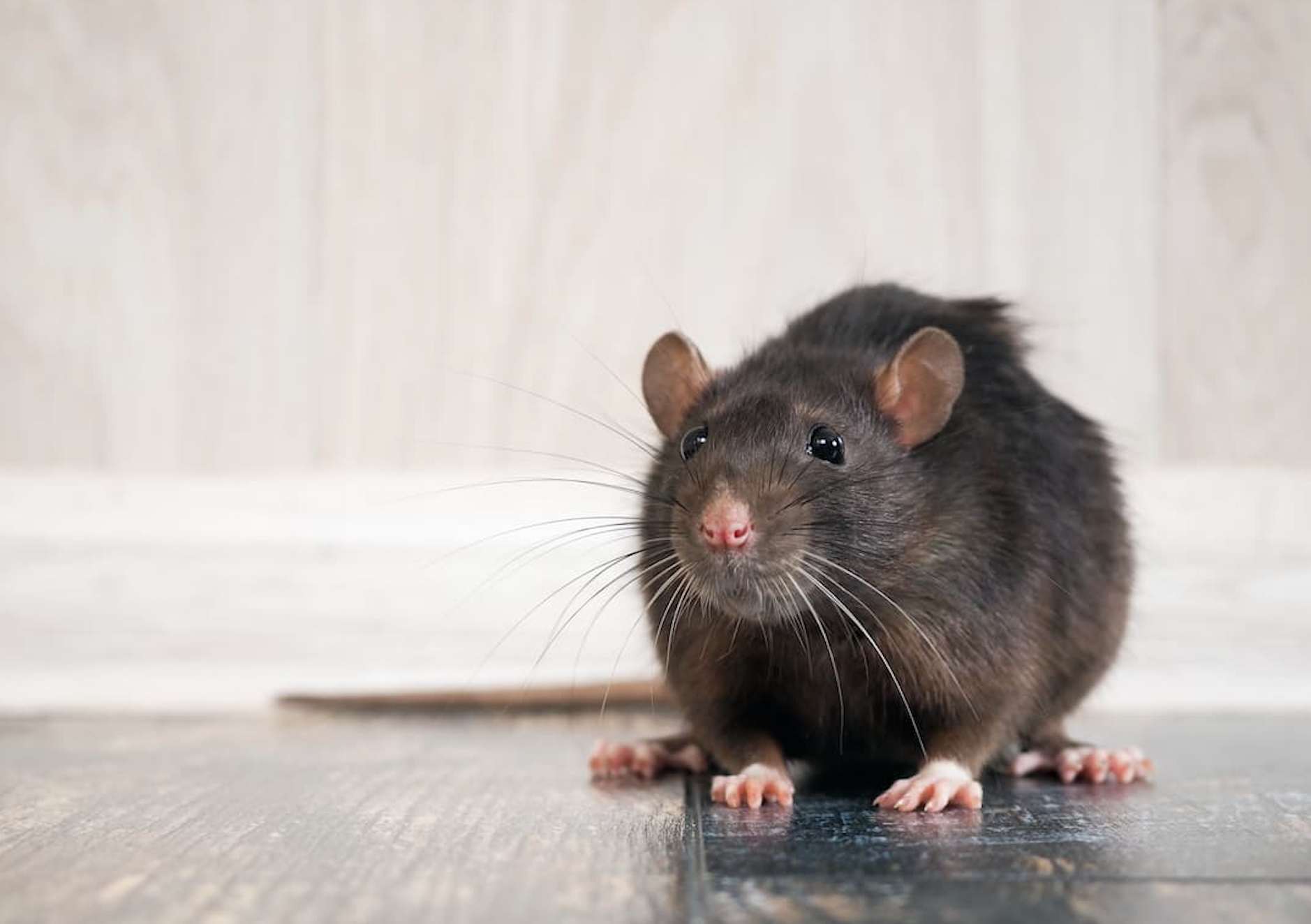 What Is Hantavirus? Symptoms, Transmission and What Patients Need to Know