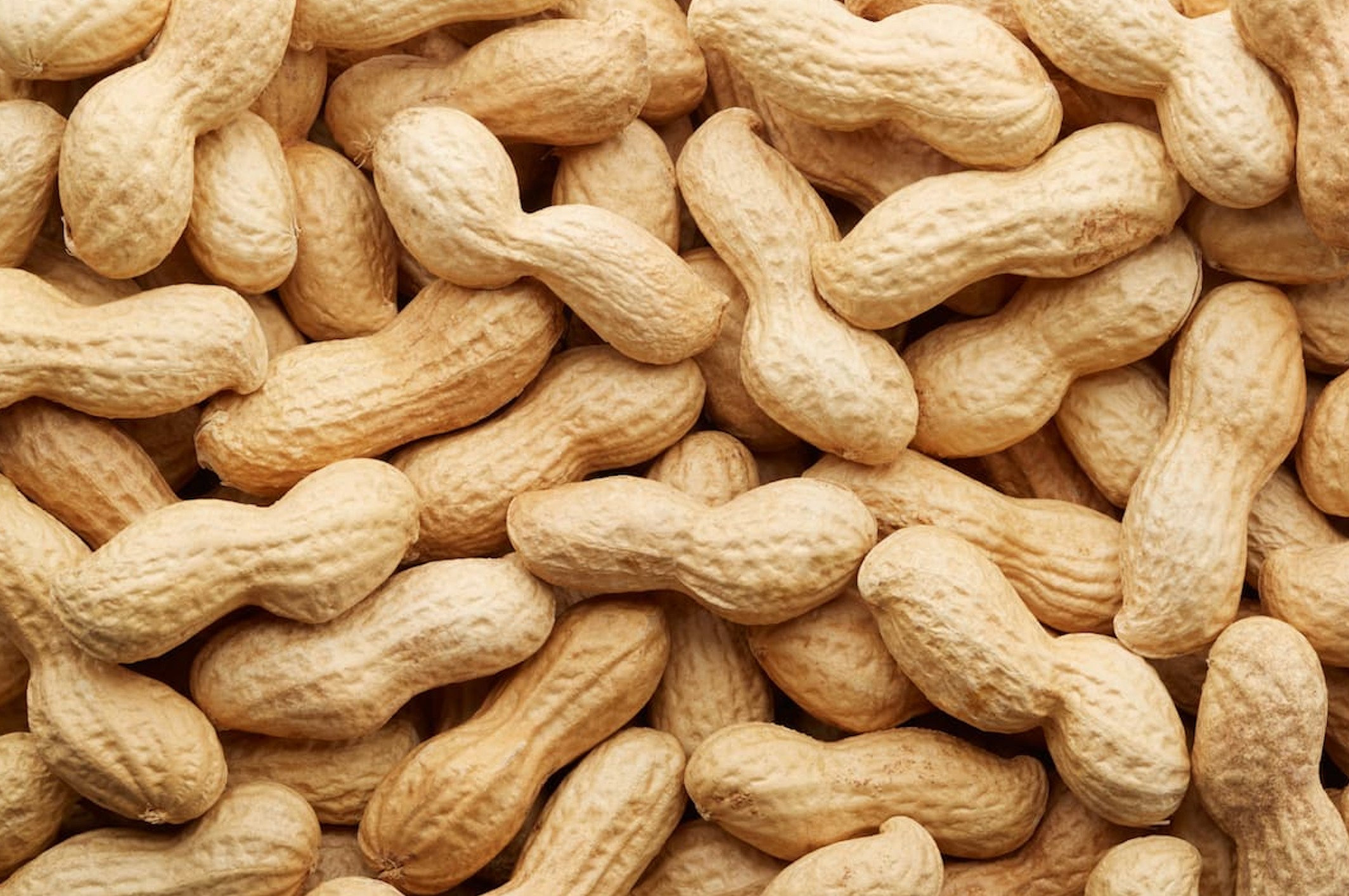 Fecal Transplants Show Early Promise for Peanut Allergy Tolerance