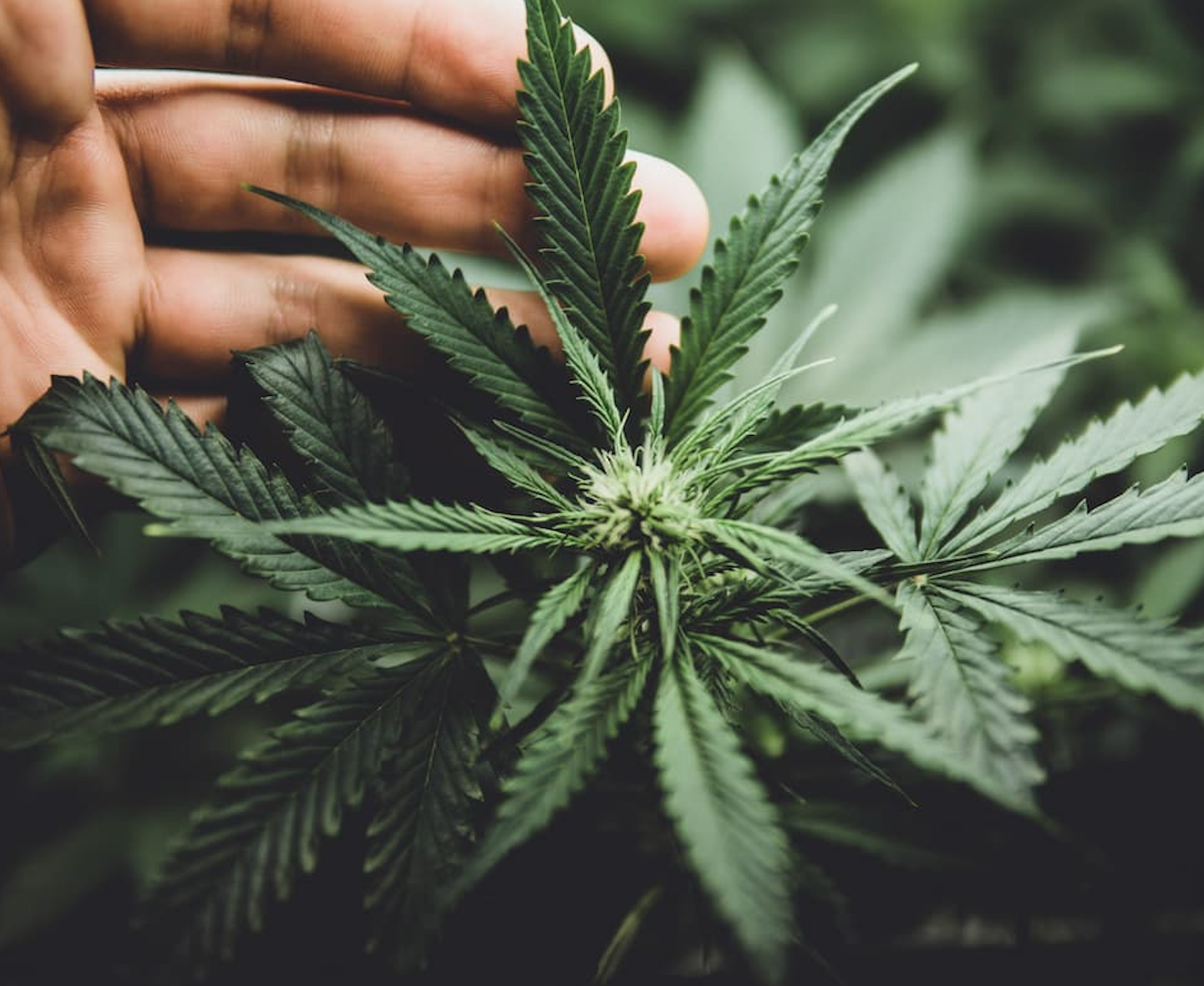 Can Cannabis Reduce Drinking? New Study Shows THC May Lower Alcohol Consumption