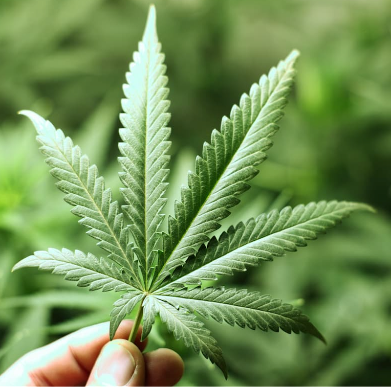 Poll Reveals 1 in 5 Older Adults Use Cannabis