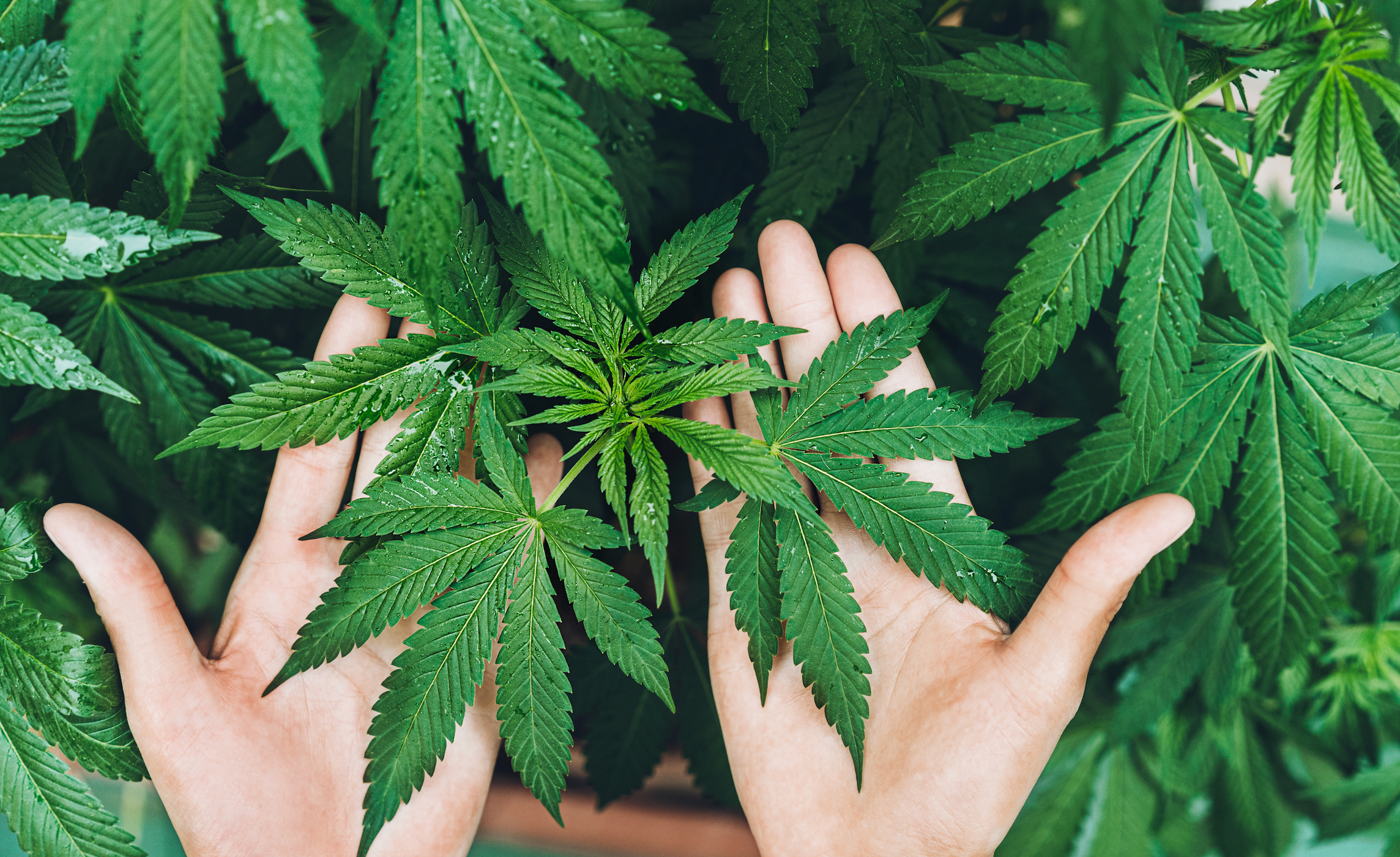 California Sober: A Marketing Trend or a Real Harm-Reduction Strategy?