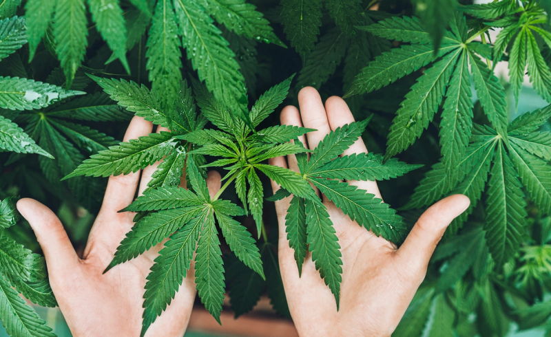 California Sober: A Marketing Trend or a Real Harm-Reduction Strategy?