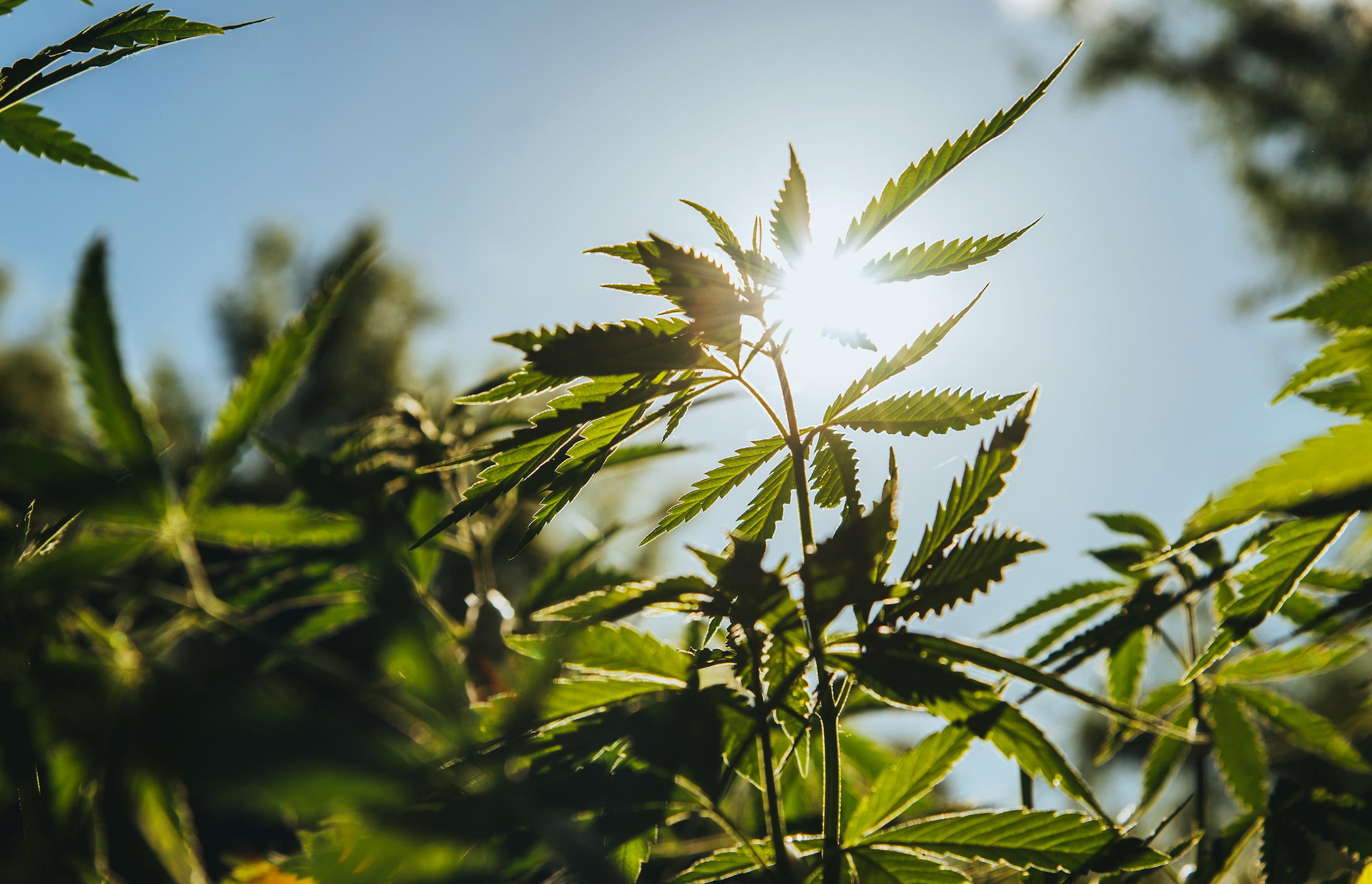 Inside the Policy Fight Shaping the Future of Hemp-Derived Products