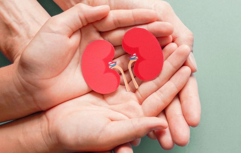 Stock art of people holding cardboard cutouts of kidneys in their hands | Credit: Adobe Stock/SewcreamStudio