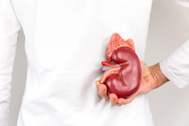 Doctor holding a model of a kidney. | Credit: Adobe Stock/benschonewille