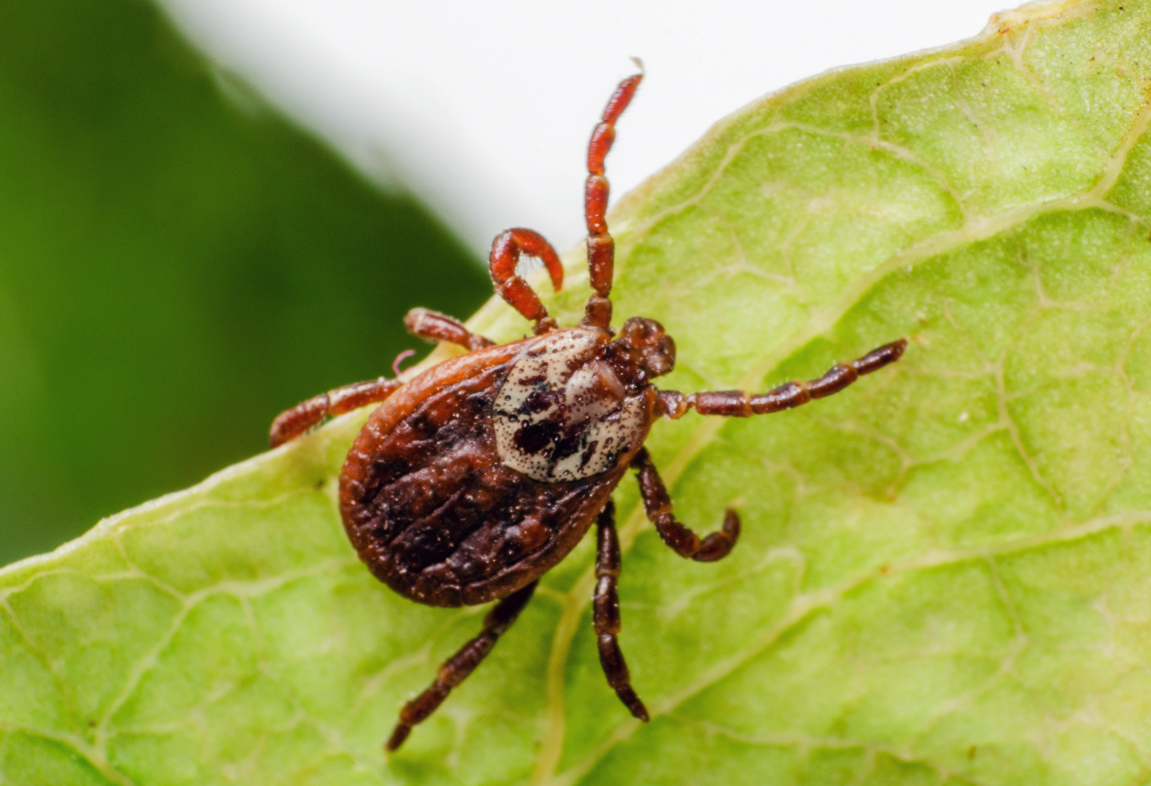 New Study Sheds Light on the Biology Behind Lyme-Related Arthritis