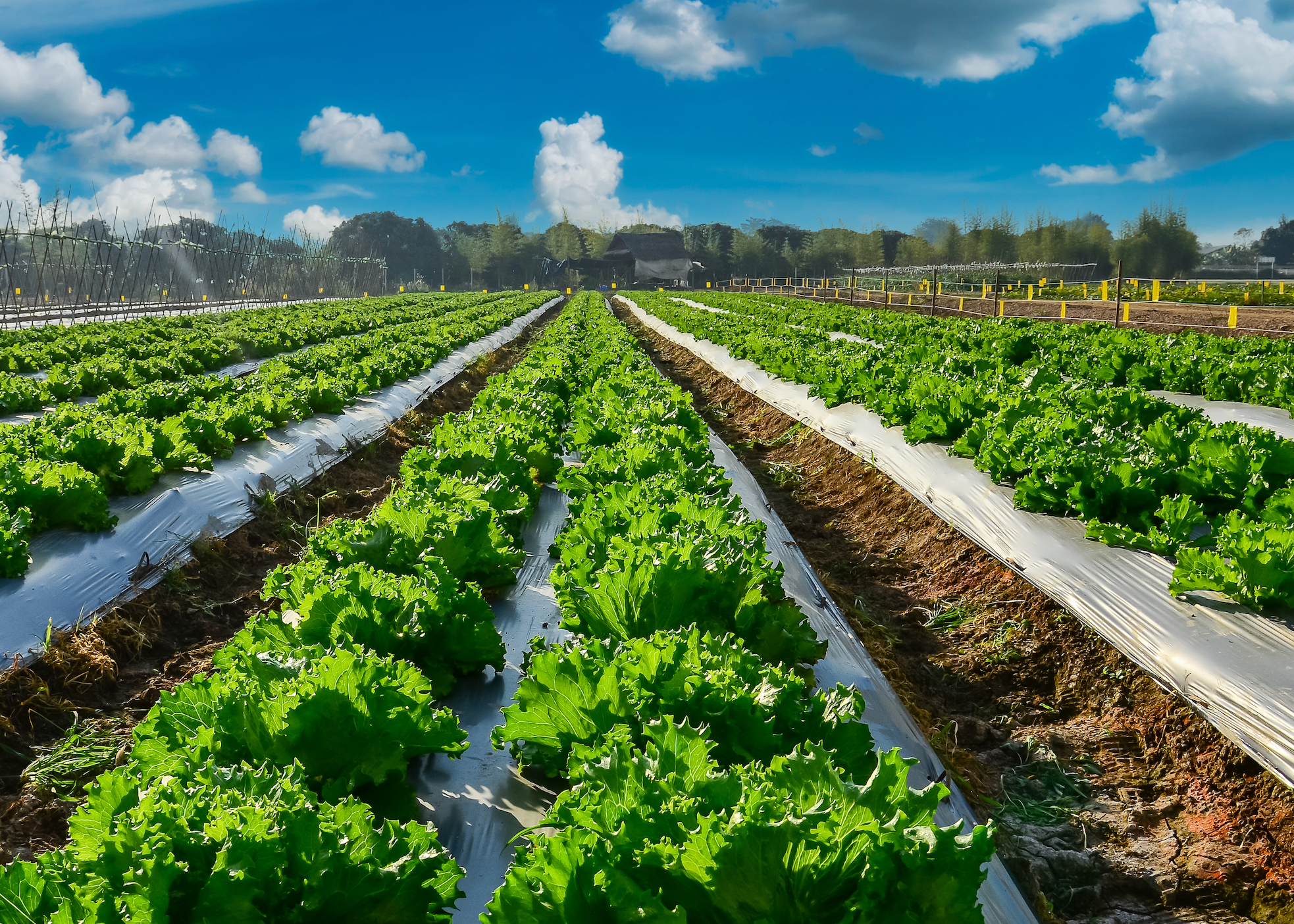 The Hidden Link Between Farming, Your Microbiome and Immunotherapy Success