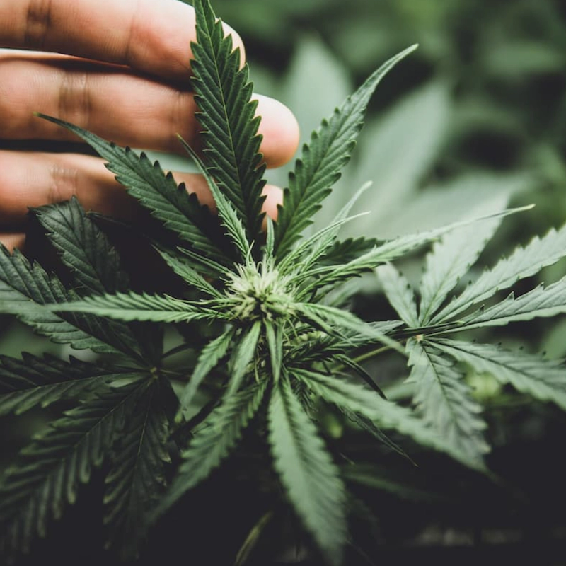 Do Cannabis and Psychedelics Help With Eating Disorder Symptoms? What Patients Say