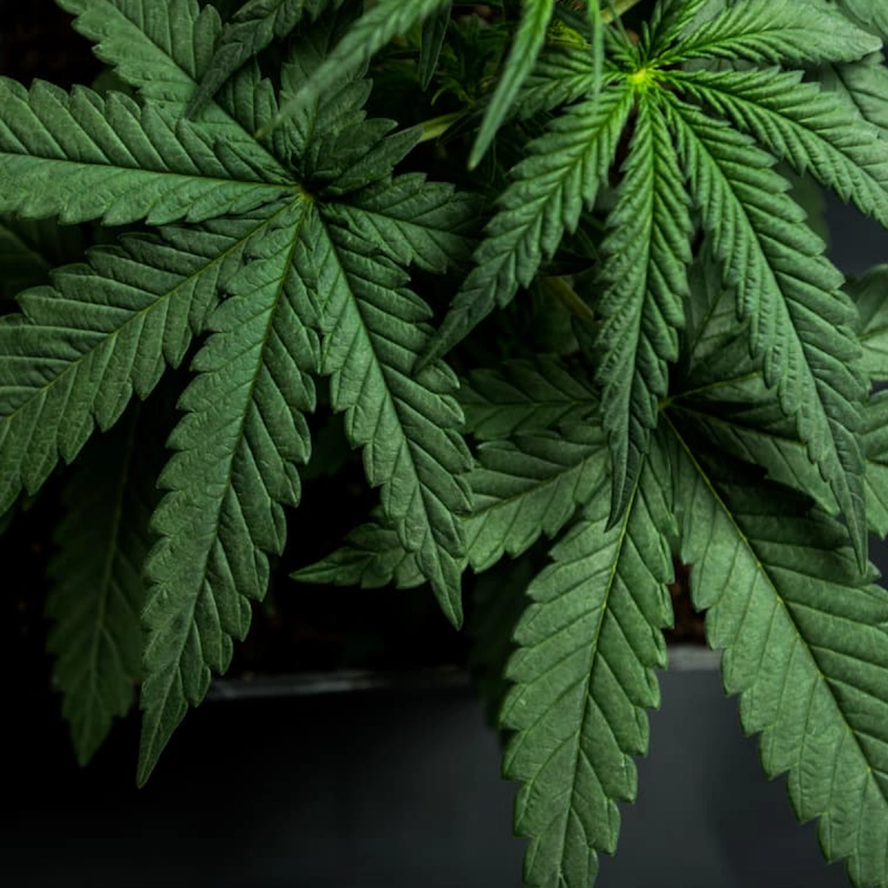 Study Finds Link Between Cannabis Use and Increased Risk of Heart Attack, Stroke