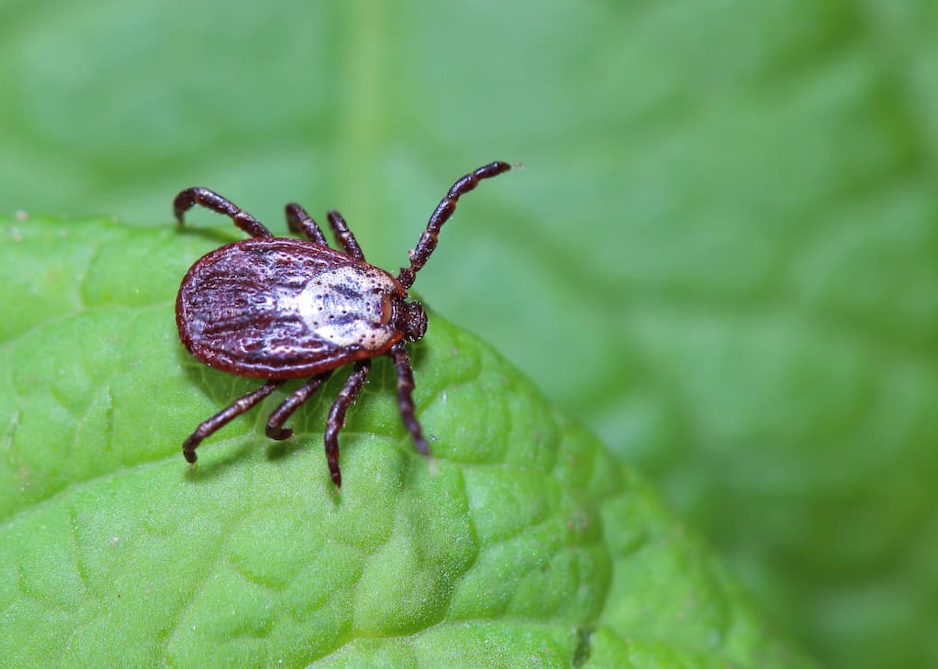 New Lyme Disease Test Nearly Doubles Early Detection Rates