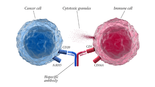 FDA Grants Priority Review For Glofitamab For Blood Cancer