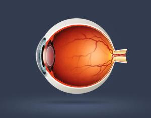 Researchers Use Stem Cells to Create Retinal Models, Study Eye Disease