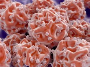 Stem Cells Prove Effective in Treating MS Neural Damage