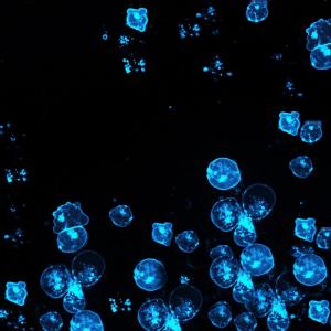 Gilteritinib Proves Promising for the Treatment of FLT3mut + Acute Myeloid Leukemia