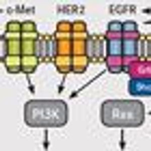 Innovative BATTLE Trials Pair Agents, Biomarkers in NSCLC