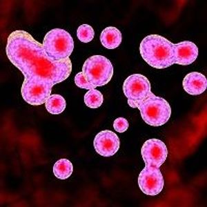 Human Trials Could Begin for Macular Degeneration Stem Cell Therapy