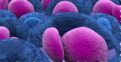 CAR-T Cell Therapies for Hematologic Malignancies the Focus of New Poseida, Roche Collaboration 