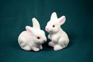 Milestone in Stem Cell Transplant Therapy for Advanced Age-Related Macular Degeneration