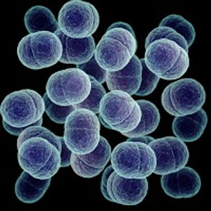 The Role of the Skin Microbiome in Health and Disease