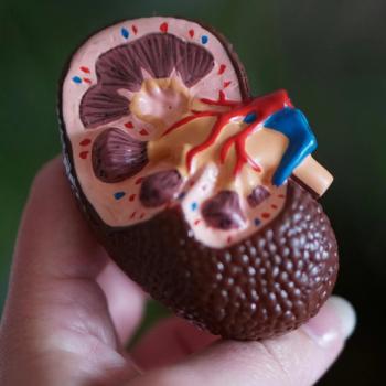 Glomerulonephritis Patients Face High Risk of Recurrence After Kidney Transplant