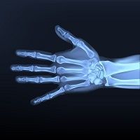 Hand Shape Testosterone Testosterone Levels, Finger Length, and Fidelity | HCPLive