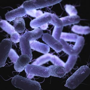 Efficacy of Plazomicin Reinforced by Additional Research