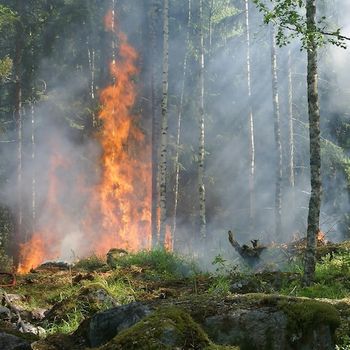 Asthma-Related Emergency Department Visits Rose Following Canadian Wildfires