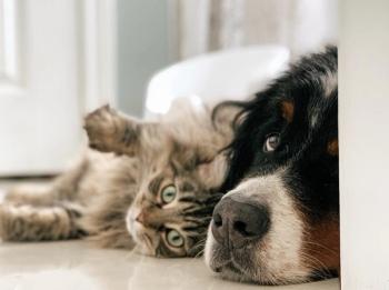 pets