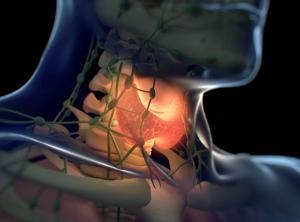 Digital illustration of a thyroid gland