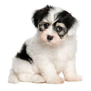 Blame the Dog: Tracking C. difficile Infections