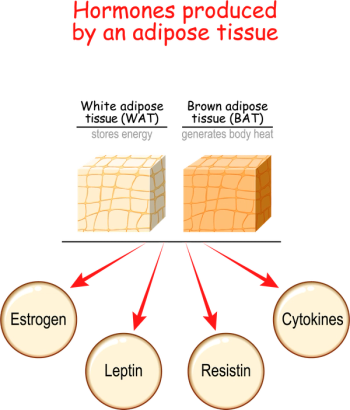 Brown Adipose Burns More Calories When Exposed to Cold