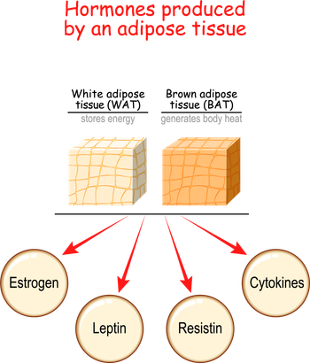 Brown Adipose Burns More Calories When Exposed to Cold