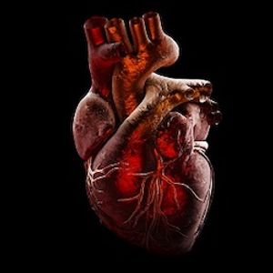 High-Risk HPV Infection Raises Risk of Cardiovascular Disease