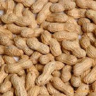 Mona Kidon, MD: New Data on Peanut Immunotherapy Product