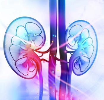 Kidneys | Credit: Fotolia