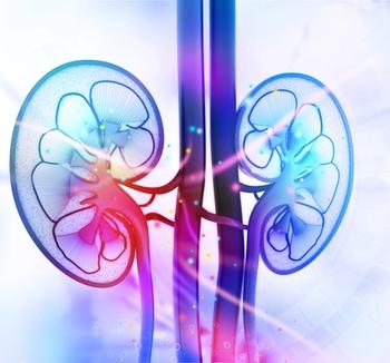 Kidneys | Credit: Fotolia