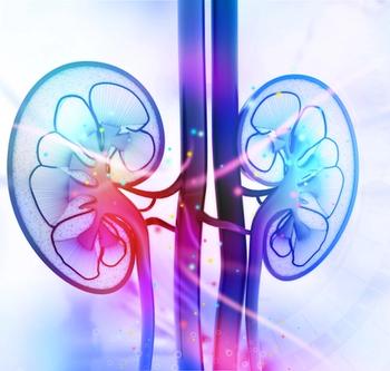 Kidneys | Credit: Fotolia