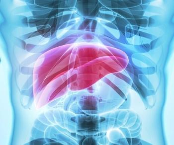 Liver | Credit: Adobe Stock