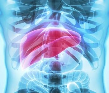 Liver | Credit: Adobe Stock
