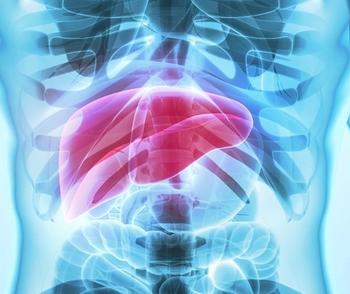 Liver | Credit: Adobe Stock