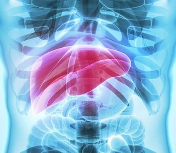 Liver | Credit: Adobe Stock